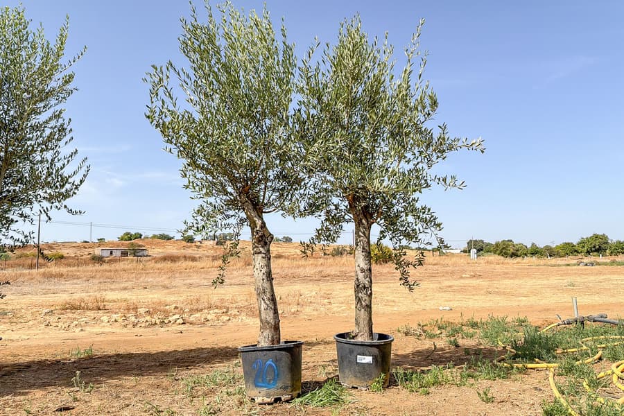 2 Olivenbäume Olea Europaea 